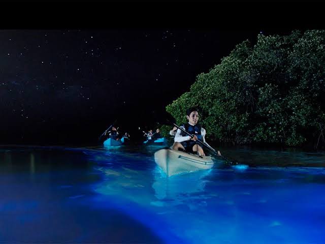 Bioluminescence kayaking