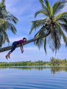 the famous coconut tree