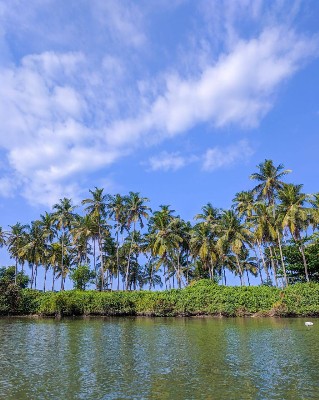coconut trees in the backwaters